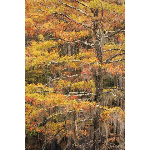 Bald Cypress tree draped in Spanish moss with fall colors Caddo Lake State Park-Uncertain-Texas Black Modern Wood Framed Art Print with Double Matting by Jones, Adam