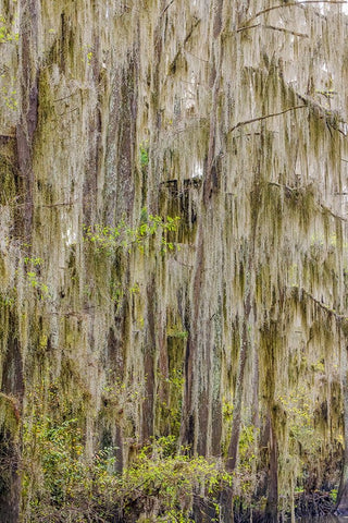 Bald cypress trees draped in Spanish moss in autumn lining Government Ditch Caddo Lake White Modern Wood Framed Art Print with Double Matting by Jones, Adam