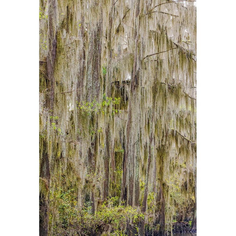 Bald cypress trees draped in Spanish moss in autumn lining Government Ditch Caddo Lake White Modern Wood Framed Art Print by Jones, Adam