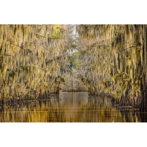 Bald cypress trees draped in Spanish moss in autumn lining Government Ditch Caddo Lake White Modern Wood Framed Art Print by Jones, Adam