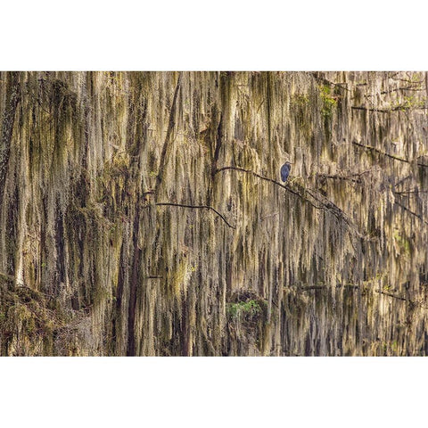 Bald cypress trees draped in Spanish moss and Great blue heron Caddo Lake-Uncertain-Texas Black Modern Wood Framed Art Print with Double Matting by Jones, Adam