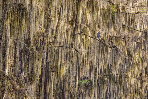 Bald cypress trees draped in Spanish moss and Great blue heron Caddo Lake-Uncertain-Texas White Modern Wood Framed Art Print with Double Matting by Jones, Adam