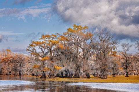 Bald cypress trees in autumn Caddo Lake-Uncertain-Texas White Modern Wood Framed Art Print with Double Matting by Jones, Adam