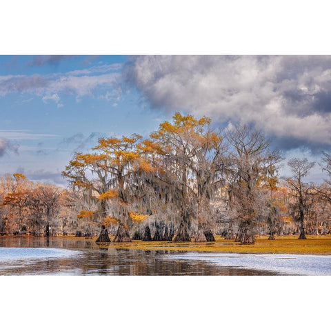 Bald cypress trees in autumn Caddo Lake-Uncertain-Texas Black Modern Wood Framed Art Print with Double Matting by Jones, Adam