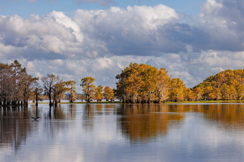 Bald cypress trees in autumn Caddo Lake-Uncertain-Texas Black Ornate Wood Framed Art Print with Double Matting by Jones, Adam
