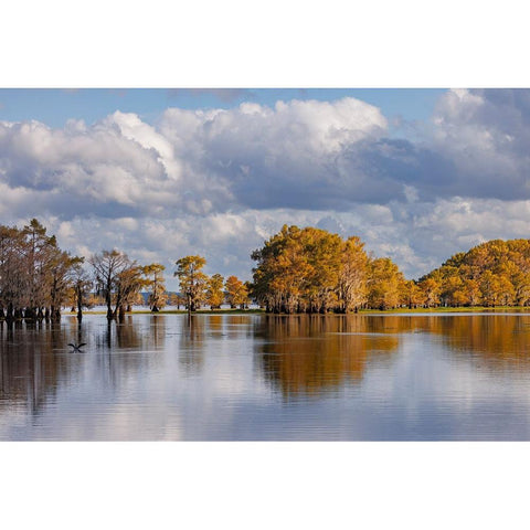 Bald cypress trees in autumn Caddo Lake-Uncertain-Texas Black Modern Wood Framed Art Print by Jones, Adam