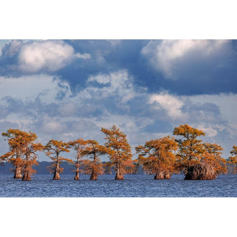 Bald cypress trees in autumn Caddo Lake-Uncertain-Texas Black Modern Wood Framed Art Print by Jones, Adam