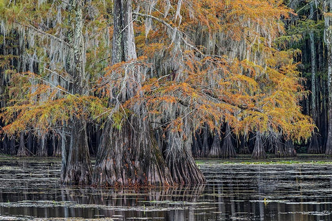 Bald cypress trees in autumn Caddo Lake-Uncertain-Texas Black Ornate Wood Framed Art Print with Double Matting by Jones, Adam