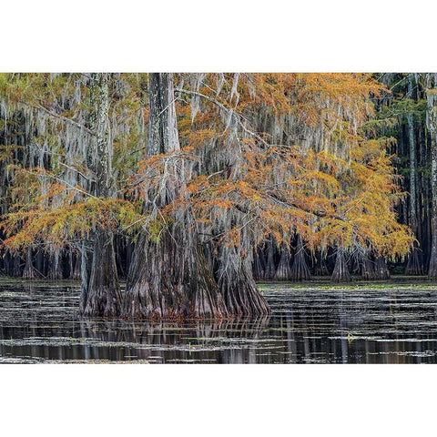 Bald cypress trees in autumn Caddo Lake-Uncertain-Texas Black Modern Wood Framed Art Print by Jones, Adam