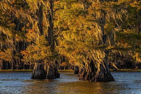 Bald cypress trees in autumn colors at sunset Caddo Lake-Uncertain-Texas Black Ornate Wood Framed Art Print with Double Matting by Jones, Adam