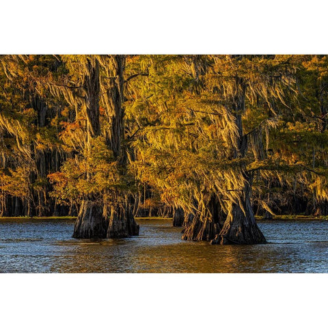 Bald cypress trees in autumn colors at sunset Caddo Lake-Uncertain-Texas Black Modern Wood Framed Art Print by Jones, Adam