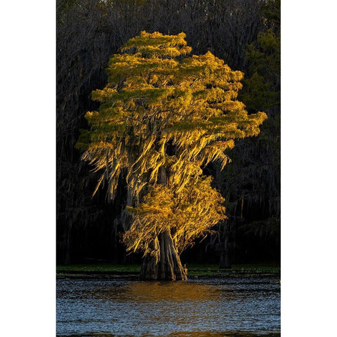 Bald cypress trees in autumn colors at sunset Caddo Lake-Uncertain-Texas Gold Ornate Wood Framed Art Print with Double Matting by Jones, Adam