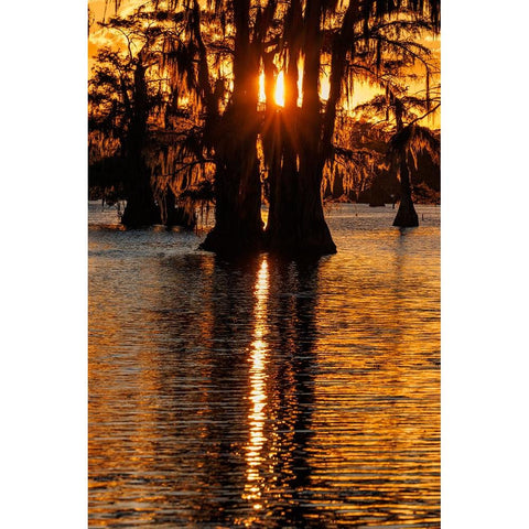 Bald cypress trees silhouetted at sunset Caddo Lake-Uncertain-Texas White Modern Wood Framed Art Print by Jones, Adam
