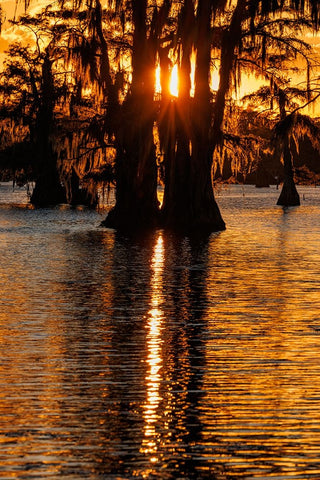 Bald cypress trees silhouetted at sunset Caddo Lake-Uncertain-Texas White Modern Wood Framed Art Print with Double Matting by Jones, Adam
