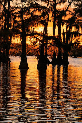 Bald cypress trees silhouetted at sunset Caddo Lake-Uncertain-Texas Black Ornate Wood Framed Art Print with Double Matting by Jones, Adam