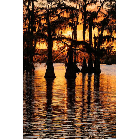 Bald cypress trees silhouetted at sunset Caddo Lake-Uncertain-Texas Black Modern Wood Framed Art Print by Jones, Adam