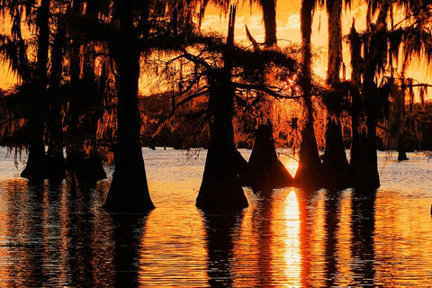 Bald cypress trees silhouetted at sunset Caddo Lake-Uncertain-Texas Black Ornate Wood Framed Art Print with Double Matting by Jones, Adam
