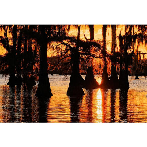 Bald cypress trees silhouetted at sunset Caddo Lake-Uncertain-Texas Black Modern Wood Framed Art Print by Jones, Adam