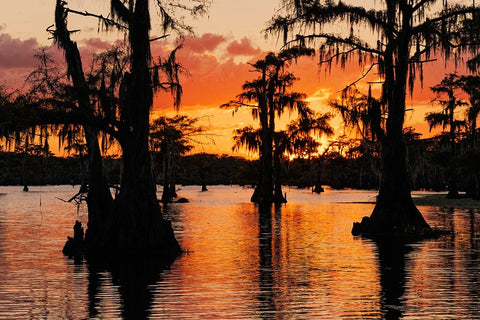 Bald cypress trees silhouetted at sunset Caddo Lake-Uncertain-Texas White Modern Wood Framed Art Print with Double Matting by Jones, Adam