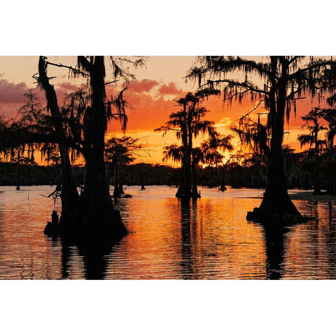 Bald cypress trees silhouetted at sunset Caddo Lake-Uncertain-Texas White Modern Wood Framed Art Print by Jones, Adam