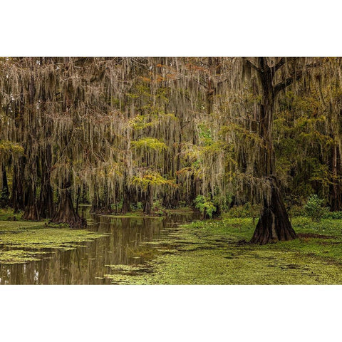 Cypress trees and Spanish moss lining shoreline of Caddo Lake-Uncertain-Texas Black Modern Wood Framed Art Print with Double Matting by Jones, Adam