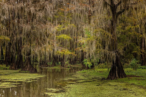 Cypress trees and Spanish moss lining shoreline of Caddo Lake-Uncertain-Texas Black Ornate Wood Framed Art Print with Double Matting by Jones, Adam