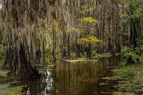 Cypress trees and Spanish moss lining shoreline of Caddo Lake-Uncertain-Texas White Modern Wood Framed Art Print with Double Matting by Jones, Adam