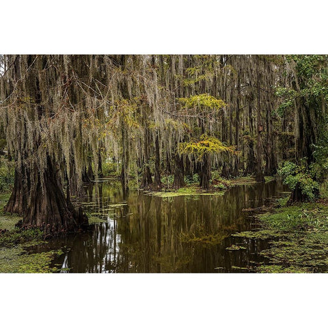 Cypress trees and Spanish moss lining shoreline of Caddo Lake-Uncertain-Texas Gold Ornate Wood Framed Art Print with Double Matting by Jones, Adam