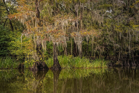 Cypress trees and Spanish moss lining shoreline of Caddo Lake-Uncertain-Texas White Modern Wood Framed Art Print with Double Matting by Jones, Adam