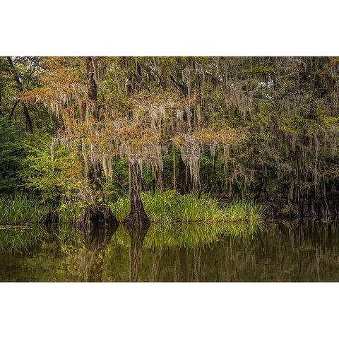 Cypress trees and Spanish moss lining shoreline of Caddo Lake-Uncertain-Texas Gold Ornate Wood Framed Art Print with Double Matting by Jones, Adam