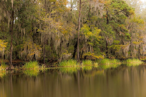 Cypress trees and Spanish moss lining shoreline of Caddo Lake-Uncertain-Texas White Modern Wood Framed Art Print with Double Matting by Jones, Adam