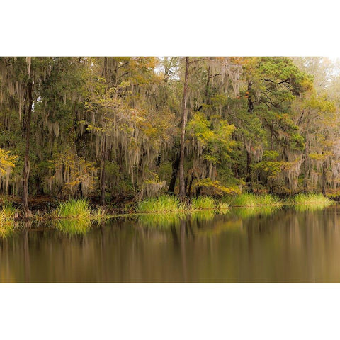 Cypress trees and Spanish moss lining shoreline of Caddo Lake-Uncertain-Texas Black Modern Wood Framed Art Print by Jones, Adam