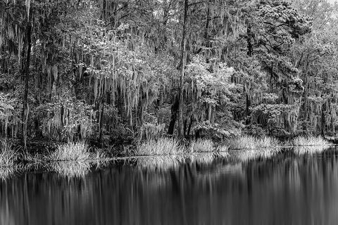 Cypress trees and Spanish moss lining shoreline of Caddo Lake-Uncertain-Texas Black Ornate Wood Framed Art Print with Double Matting by Jones, Adam