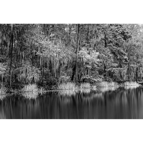 Cypress trees and Spanish moss lining shoreline of Caddo Lake-Uncertain-Texas White Modern Wood Framed Art Print by Jones, Adam
