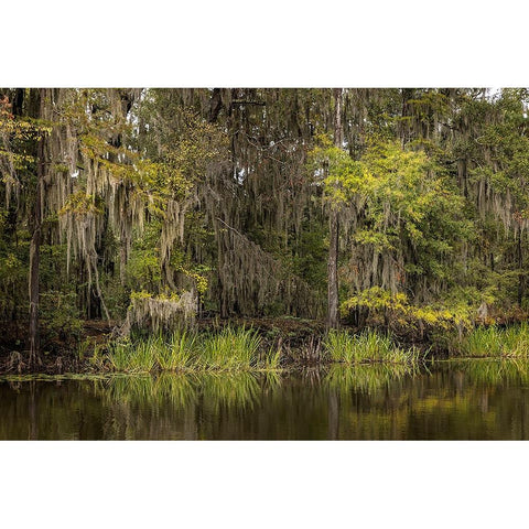 Cypress trees and Spanish moss lining shoreline of Caddo Lake-Uncertain-Texas Gold Ornate Wood Framed Art Print with Double Matting by Jones, Adam