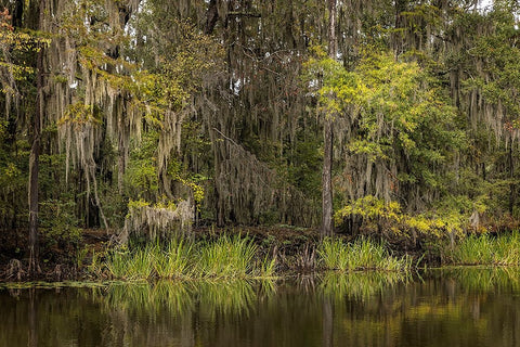 Cypress trees and Spanish moss lining shoreline of Caddo Lake-Uncertain-Texas White Modern Wood Framed Art Print with Double Matting by Jones, Adam
