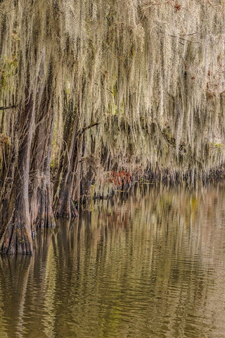 Cypress trees and Spanish moss lining shoreline of Caddo Lake-Uncertain-Texas Black Ornate Wood Framed Art Print with Double Matting by Jones, Adam