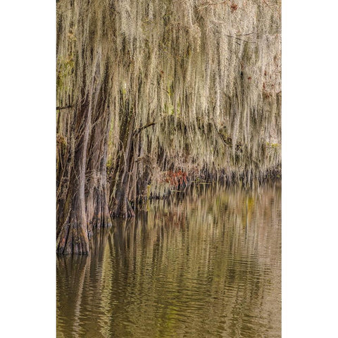 Cypress trees and Spanish moss lining shoreline of Caddo Lake-Uncertain-Texas Black Modern Wood Framed Art Print by Jones, Adam