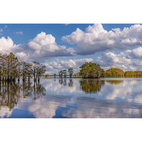 Bald cypress trees in autumn reflected on lake Caddo Lake-Uncertain-Texas White Modern Wood Framed Art Print by Jones, Adam