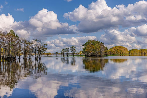 Bald cypress trees in autumn reflected on lake Caddo Lake-Uncertain-Texas White Modern Wood Framed Art Print with Double Matting by Jones, Adam