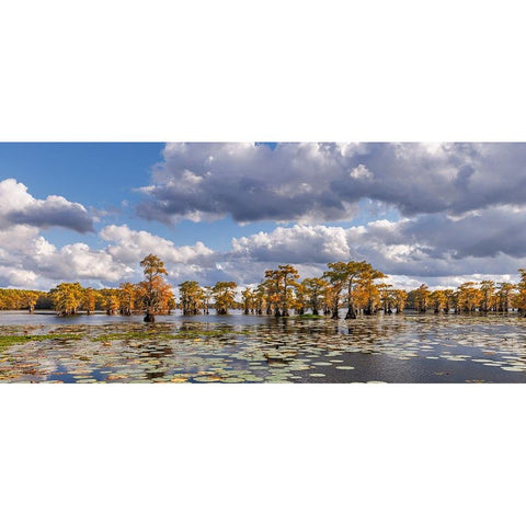 Bald cypress trees in autumn and lily-ads Caddo Lake-Uncertain-Texas Black Modern Wood Framed Art Print by Jones, Adam