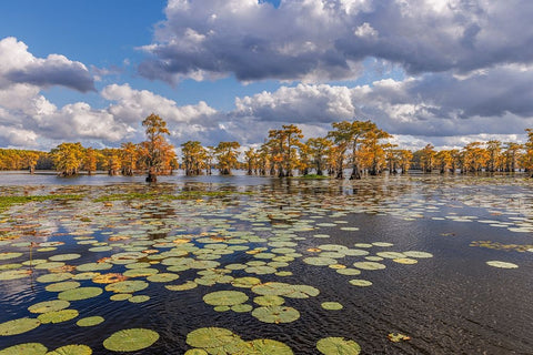 Bald cypress trees in autumn and lily-ads Caddo Lake-Uncertain-Texas Black Ornate Wood Framed Art Print with Double Matting by Jones, Adam
