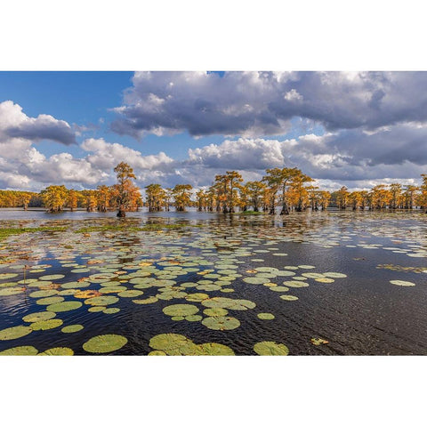 Bald cypress trees in autumn and lily-ads Caddo Lake-Uncertain-Texas Black Modern Wood Framed Art Print by Jones, Adam