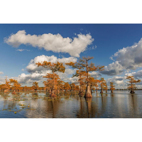 Bald cypress trees in autumn reflected on lake Caddo Lake-Uncertain-Texas White Modern Wood Framed Art Print by Jones, Adam