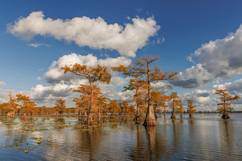 Bald cypress trees in autumn reflected on lake Caddo Lake-Uncertain-Texas Black Ornate Wood Framed Art Print with Double Matting by Jones, Adam