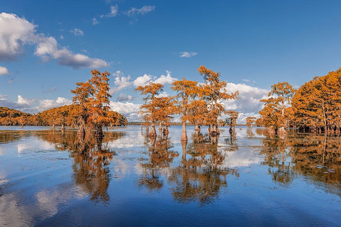 Bald cypress trees in autumn reflected on lake Caddo Lake-Uncertain-Texas White Modern Wood Framed Art Print with Double Matting by Jones, Adam