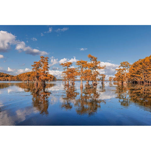 Bald cypress trees in autumn reflected on lake Caddo Lake-Uncertain-Texas Black Modern Wood Framed Art Print by Jones, Adam
