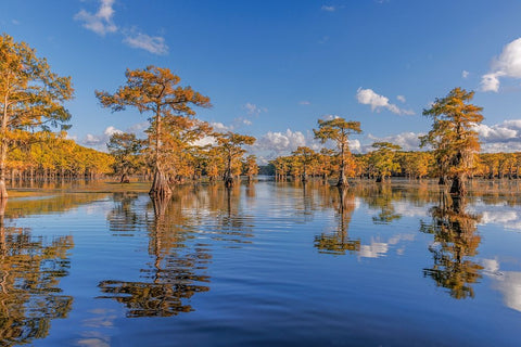 Bald cypress trees in autumn reflected on lake Caddo Lake-Uncertain-Texas White Modern Wood Framed Art Print with Double Matting by Jones, Adam