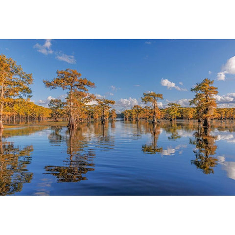 Bald cypress trees in autumn reflected on lake Caddo Lake-Uncertain-Texas Gold Ornate Wood Framed Art Print with Double Matting by Jones, Adam