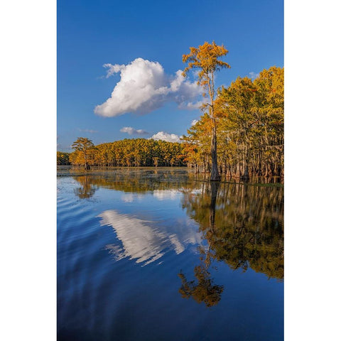 Bald cypress trees in autumn reflected on lake Caddo Lake-Uncertain-Texas Gold Ornate Wood Framed Art Print with Double Matting by Jones, Adam